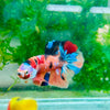 Plakat Multicolor Koi - Male Betta