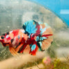 Plakat Multicolor Koi - Male Betta