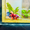 Plakat Multicolor Koi - Male Betta