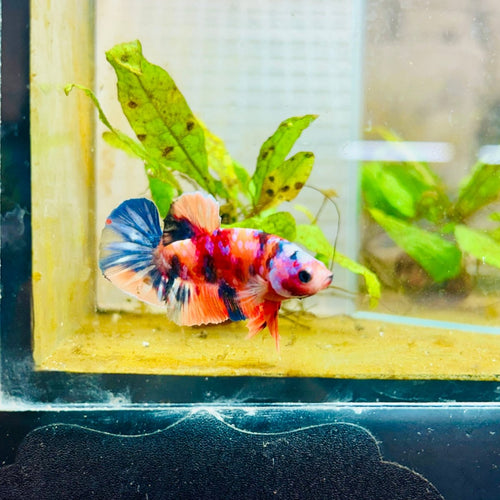 Plakat Multicolor Koi - Male Betta