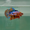 Plakat Multicolor Koi - Male Betta