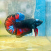 Plakat Avatar Nebula - Male Betta
