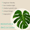 Monstera Deliciosa Swiss Cheese Plant Seeds