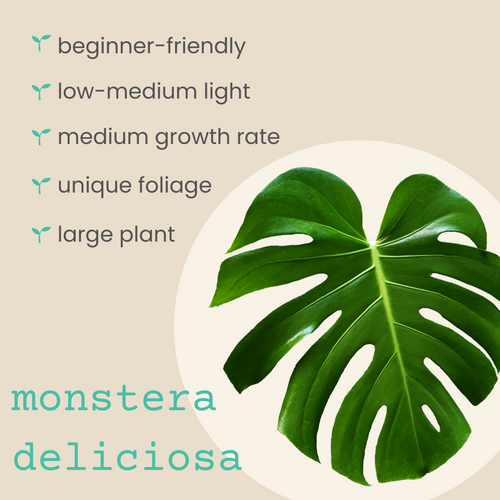 Monstera Deliciosa Swiss Cheese Plant Seeds