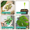 Monstera Deliciosa Swiss Cheese Plant Seeds