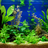Done For You Plant Package, 12 Full Size (No Co2 Required)