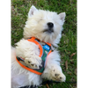 Plush Step In Air Mesh Harness - Camo/Orange