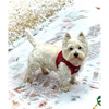Plush Step In Harness Plaid Red