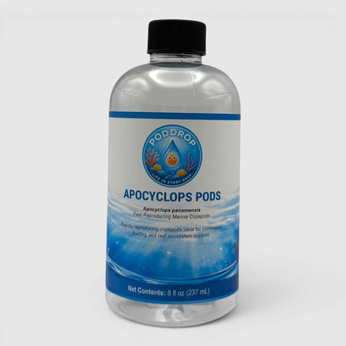 Apocyclops panamensis Copepods