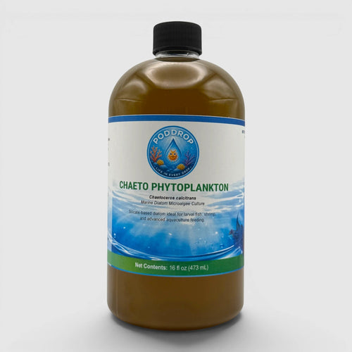 Chaetoceros calcitrans Phytoplankton Culture