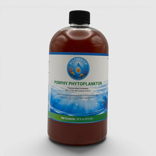 Porphyridium cruentum Phytoplankton Culture