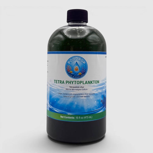Tetraselmis chui Phytoplankton Culture