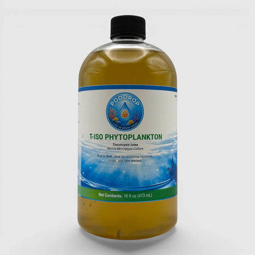 Tisochrysis lutea Phytoplankton Culture