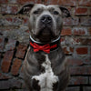 The Bowtie collar black