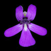 Pinguicula potosiensis
