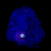 Powellite Fluorescent on Apophyllite  Natural Mineral Specimen # B 6332
