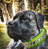 ''Predator'' collar in Green