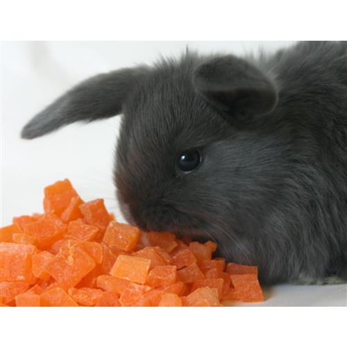 Exotic Nutrition Critter Selects Mango & Papaya