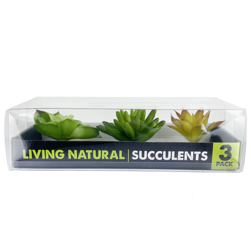 Komodo Succulent 3pk – Yellow/Green
