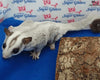Platinum Sugar Gliders