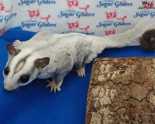 Platinum Sugar Gliders