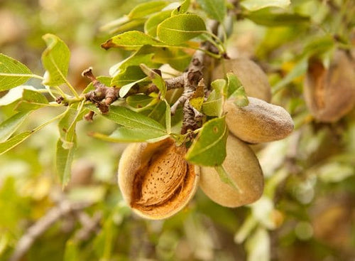 Exotic Nutrition Raw Almonds