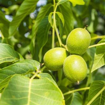 Exotic Nutrition Raw Walnuts