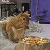 Exotic Nutrition Squirrel Complete Squirrel Food