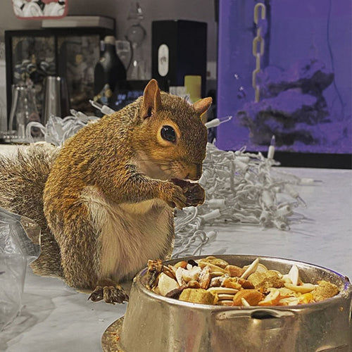 Exotic Nutrition Squirrel Complete Squirrel Food