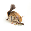 Exotic Nutrition Squirrel Complete Squirrel Food