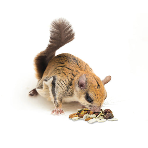 Exotic Nutrition Squirrel Complete Squirrel Food