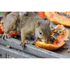 Exotic Nutrition DPapaya Treat