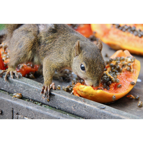 Exotic Nutrition DPapaya Treat