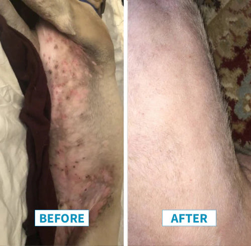 Winpro Allergy Relief From Itchy, Irritated Skin For Dogs