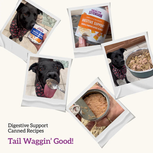 Health Extension Digestive Support Variety Pack: Chicken, Beef & Turkey Wet Dog Food