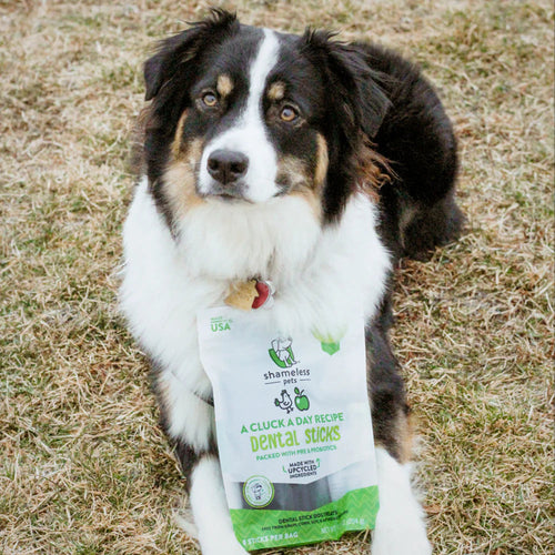 Shameless Pets A Cluck A Day Dental Sticks Dog Treats - Garden State Pet Center
