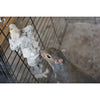 Exotic Nutrition Pumice Chew Dangle Small Animal Toys