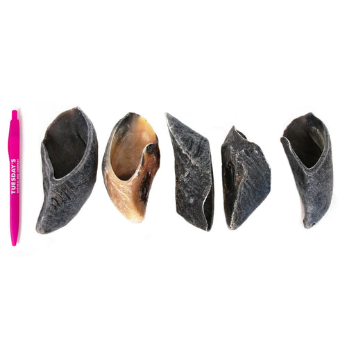 Tuesday's Natural Dog Company Cow Hooves Dog Treats