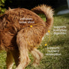 Native Pet Organic Pumpkin Powder for Dogs