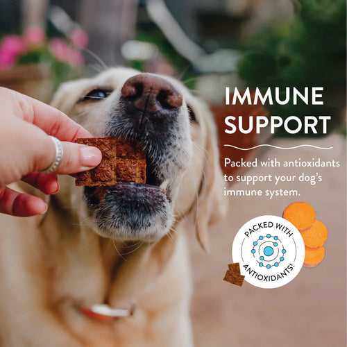 Shameless Pets Breakfast in Bed Jerky Bites For Dogs