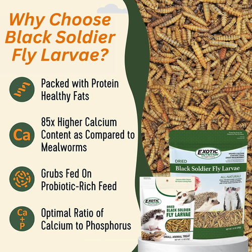 Exotic Nutrition Dried Black Soldier Fly Larvae Small Pet Treat