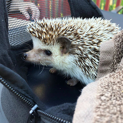 Exotic Nutrition Kucci Carry Pouch