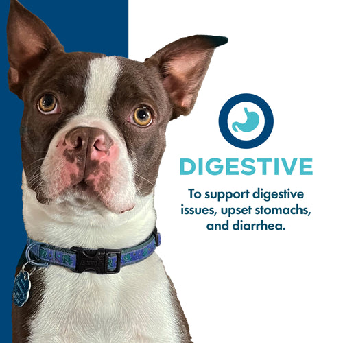 Fromm Digestive Functional Dog Treats Dog Treats