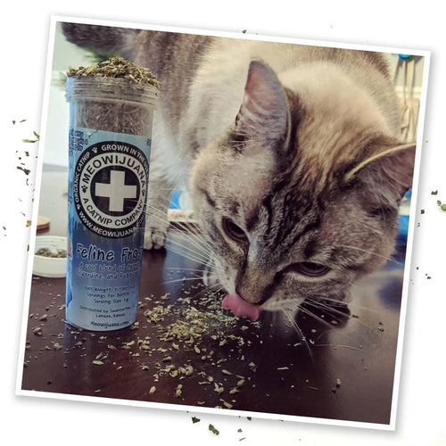 Meowijuana Feline Frost Catnip Blend