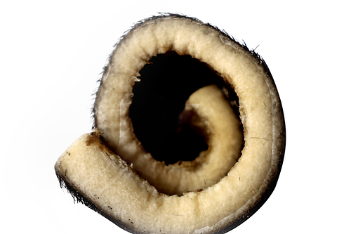 QT Dog 6 Hairy Roll Dog Treats