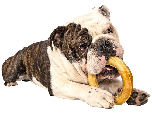 QT Dog Colgn Ring Banded Dog Treats