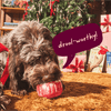 Woof Jingle Pops Dog Treats