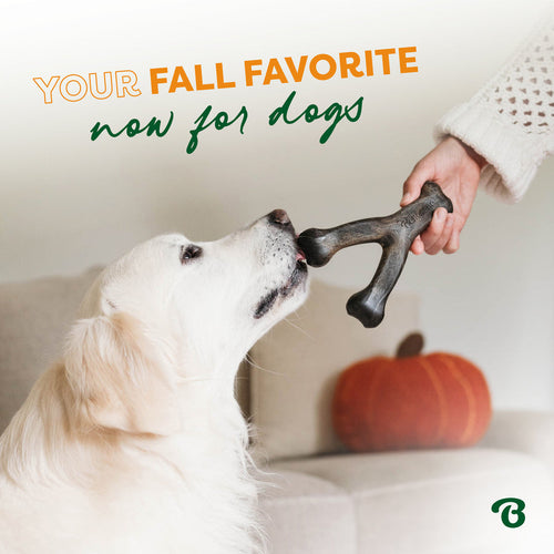 BENEBONE Wishbone Pumpkin Spice