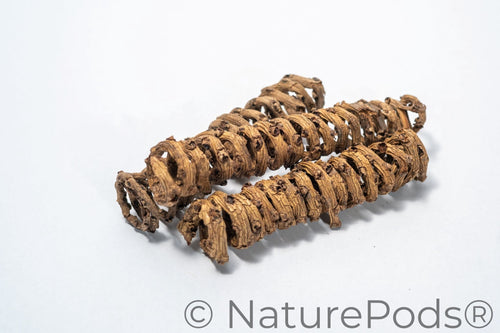 Palm Tail Spring