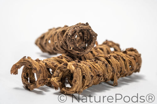 Palm Tail Spring